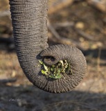 Elephant Posy